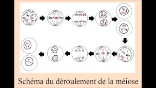 Chapitre XI  Anatomie des appareils reproducteurs gamétogénèse et fécondation [upl. by Ilene440]