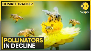 Climate change is threat to pollinators  WION Climate Tracker [upl. by Haissem666]