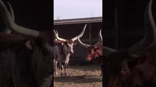 WATUSI PARTE 2 tierrafertilmex agriculture mexico periodismo agropecuario watusi [upl. by Arualana]