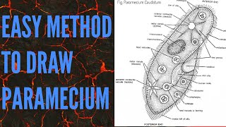 EASY WAY TO DRAW PARAMECIUM FOR PRATICAL How to draw paramecium in EASY WAY [upl. by Fanestil]