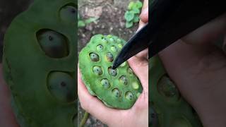 Removing Lotus Seeds agriculture asmrvideo artwork [upl. by Ernaline281]