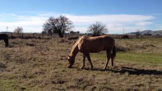 Good Horse Started to Bite Owner Why Normal Horse Behavior Rick Gore Horsemanship [upl. by Briney]