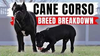 Cane Corso Breed Breakdown  Size  Lifespan  Temperament  Care  History  Color [upl. by Ramirolg550]