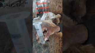 Impaction of rumen and its pumpture in a cow [upl. by Anot443]