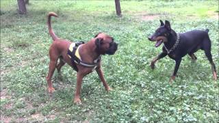 Boxer amp Doberman  The real tango full version [upl. by Lateehs]