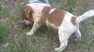 Cute Jack Russell and Blue Heeler Puppies [upl. by Chilt]