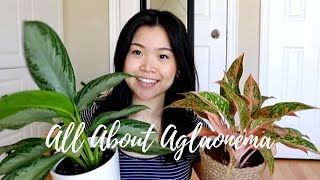 Aglaonema Care Tips amp Tricks  Chinese Everygreen Plants [upl. by Noby]