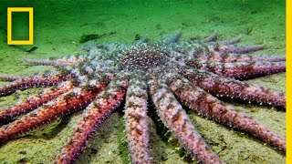 Sunflower Seastar Terrifying Predator  National Geographic [upl. by Niarfe]