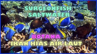 IKAN BOTANA  IKAN HIAS AIR LAUT YANG CANTIK [upl. by Ecyla]