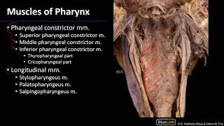 Larynx and Pharynx  Pharyngeal Muscles [upl. by Range]