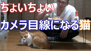 カメラ目線になる猫「食事中は気になるようです。」 [upl. by Richela]