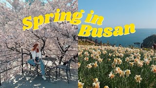 going to Busan for cherry blossoms 💛spring in korea  cafe hopping vlog [upl. by Boykins865]