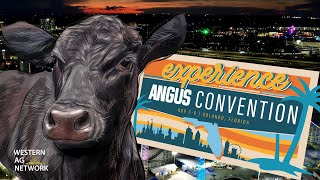 Reaching New Heights Angus Convention 2023 [upl. by Adnolehs]