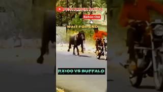 YAMAHA RX100 SOUND BUFFALO REACTION 😱  WAIT FOR END [upl. by Atikahc]