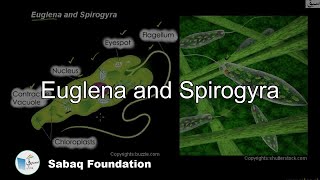 Euglena and Spirogyra General Science Lecture  Sabaqpk [upl. by Tybi]