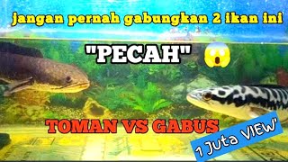 Ternyata ikan Toman dan ikan gabus bisa jadi sahabat dalam satu aquarium [upl. by Candace]