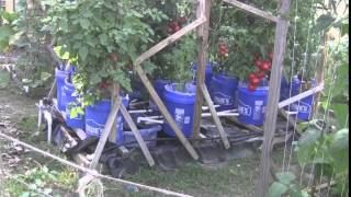 Dutch Bucket Hydroponic Tomatoes Growing Outdoors [upl. by Tecla263]