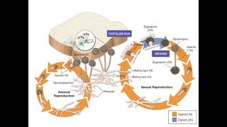 life cycle of fungus black bread mold rhizopus stolonifer [upl. by Benedick]