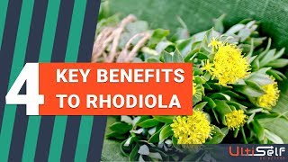 The Benefits Of Using Rhodiola Rosea Herbal Extract [upl. by Zantos]