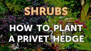 How to Plant a Privet Hedge [upl. by Estell]