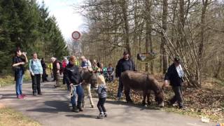 Tausende Besucher sehen Narzissen in Schillingen [upl. by Onia938]