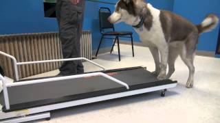 How to Train a Dog To Walk or Run On A Treadmill  Tyler Muto Dogmanship [upl. by Anirtruc]