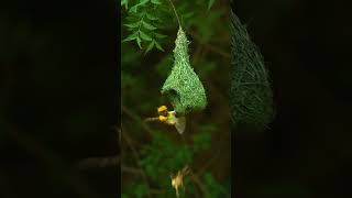 Weaver Bird weaverbird bayaweaver birds birdsounds nature bird shorts [upl. by Luaped]