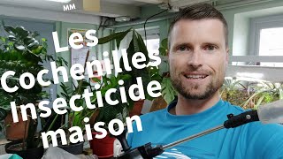 TUTO Reconnaître les cochenilles farineuses et fabriquer un insecticide bio maison [upl. by Reinald]