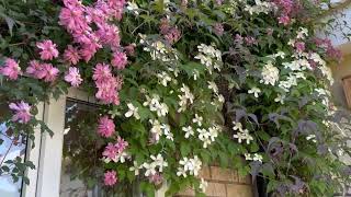 Growing Clematis in Pots [upl. by Anej]