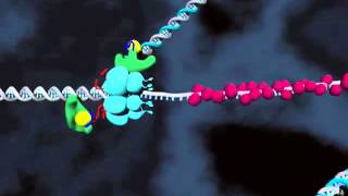 Motors Switches and Contacts in the Replisome Supplemental Video 1 [upl. by Kcinom]