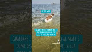 Guardare i cani che giocano al mare osservare la gioia nella sua forma più pura e incontaminata [upl. by Yovonnda]