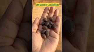 Life Cycle of Lotus Seeds in 14 Seconds shorts lotusseed ytshorts viral shortfeed plants [upl. by Sousa]