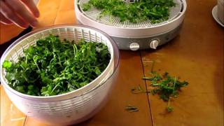 DIY Drying Cilantro and Parsley With a Dehydrator [upl. by Aleahc]