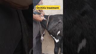 orchitis treatment castration goat goatfarming ytshorts youtube [upl. by Adigun504]