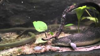 Feeding Bichirs and Ropefish part 2 [upl. by Schaumberger]