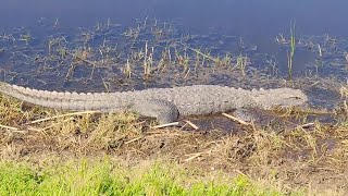 Alligator basking near the waters edge at Brazoria National Wildlife Refuge [upl. by Leachim]