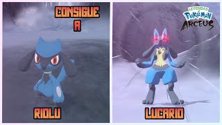 Como Conseguir A RIOLU Y LUCARIO En Leyendas Pokemon Arceus [upl. by Illak]