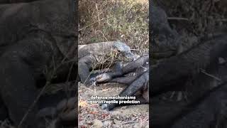 Komodo Dragon  Natures Astonishing and Terrifying Creature animals komodoindonesia [upl. by Nossila705]