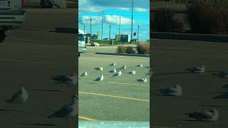 A flock of relaxing seagulls in the parking lot nature wildlife seagulls birds [upl. by Mariellen413]