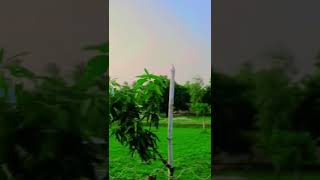 Pipal ka ped mein Kauwa kahan Karen🐧🐧🌲🌲🌲peacock [upl. by Zetrom]