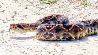 Huge Rattlesnake Crosses Road in Florida [upl. by Harak]