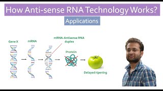 What is Antisense Technology How Antisense RNA work Application [upl. by Milinda]