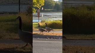 Canada geese  Normandale Lake Park wildlife [upl. by Emalee784]