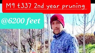 Rootstock M9 2nd year Pruning and Training by MrAnish Amraik Shimla [upl. by Trebo]