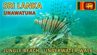 Underwater Sri Lanka  Unawatuna Jungle Beach Reef and Coral Fish Diving and Snorkeling tour [upl. by Blight154]