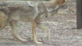 Roadrunner and Coyote at Big Bend Park [upl. by Wivina]