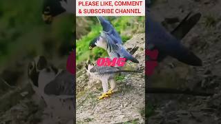 Mating rituals of peregrine falcons peregrinefalcon nature mawandpaw mating birds bts [upl. by Ary]