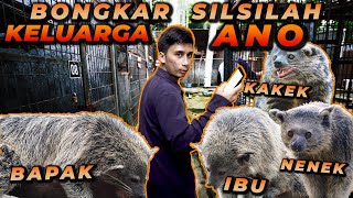 GREBEK PENANGKARAN BINTURONG  KETEMU KELUARGANYA ANO [upl. by Siskind]