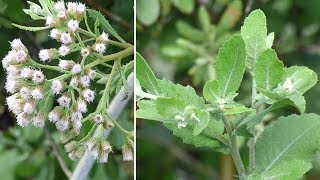 Pluchea indica Indian camphorweed [upl. by Mahtal580]