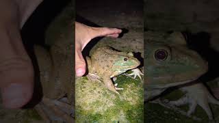 Funny spiderfrog  Frog climbs a funny tree  boing catch frogs make you laugh [upl. by Edgell440]